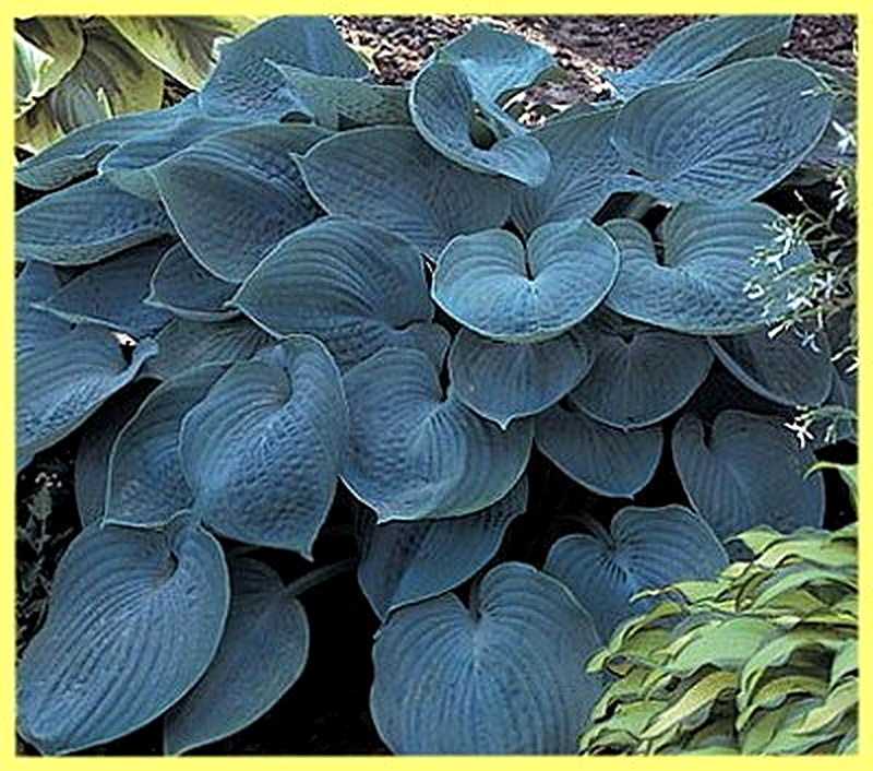 Хоста Хадспен Блу фото