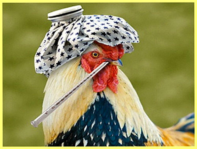 Болезни птиц и их лечение