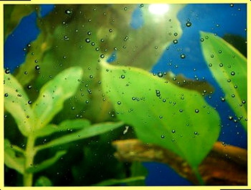 Газовая эмболия рыб