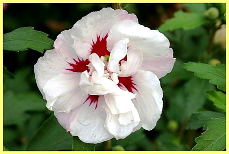 Гибискус Speciosus фото