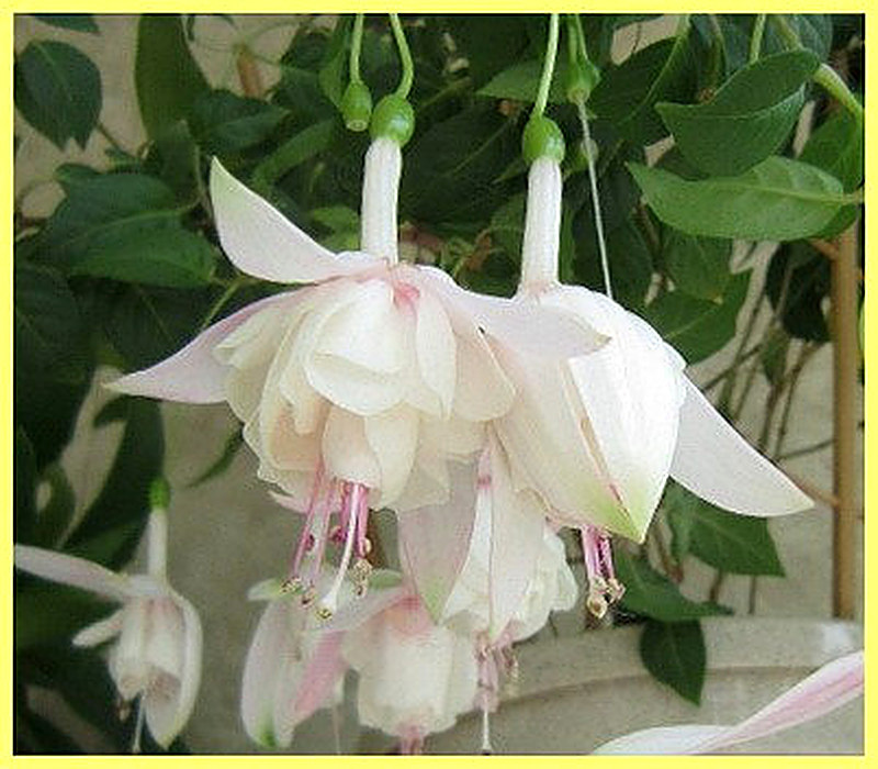 Фуксия Анабель фото