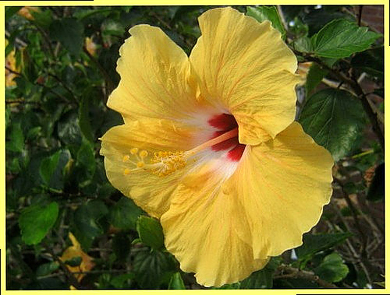 Гибискус Киото Жёлтый фото