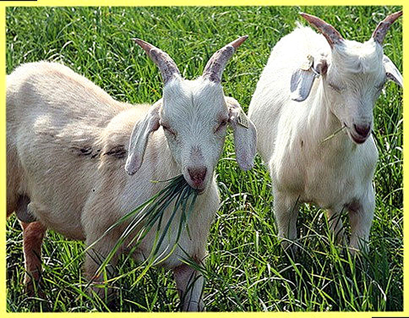 Как кормить овец перед окотом