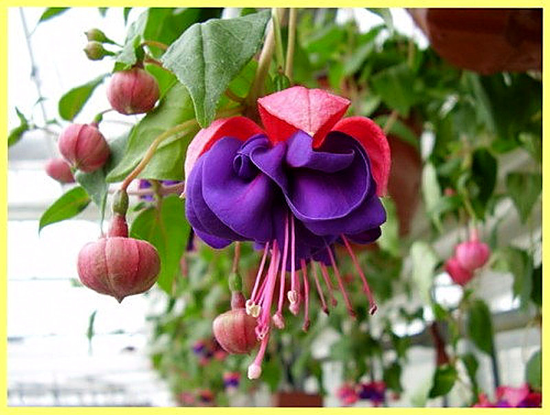 Сверкающая Фуксия фото