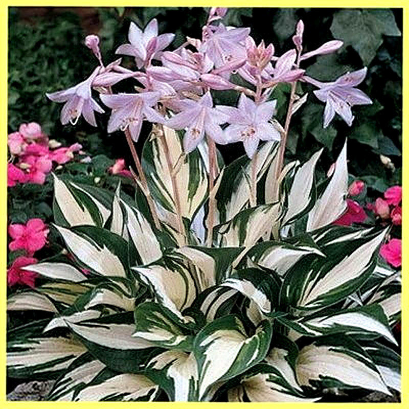 Хоста Фаер энд айс фото