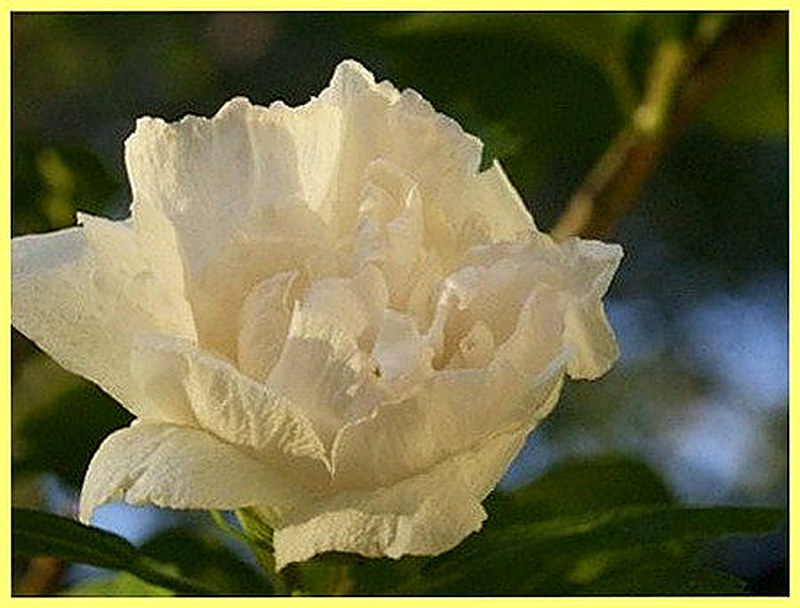 Гибискус Jeanne d’Arc фото