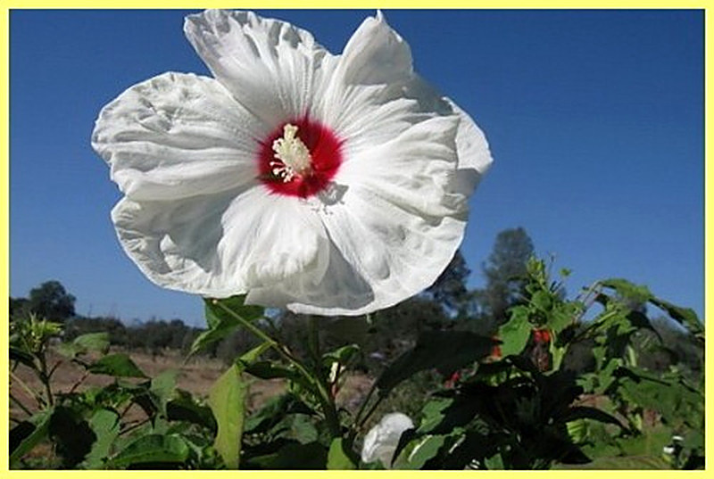 Гибискус William R. Smith фото