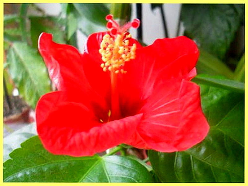 Гибискус Порту фото