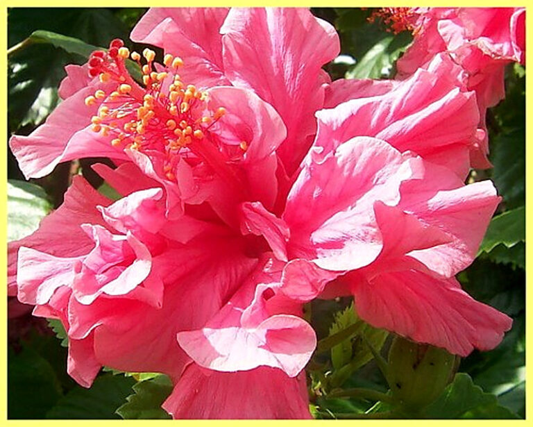 Гибискус выращивание из семян в домашних условиях