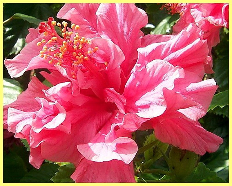 Гибискус выращивание из семян в домашних условиях