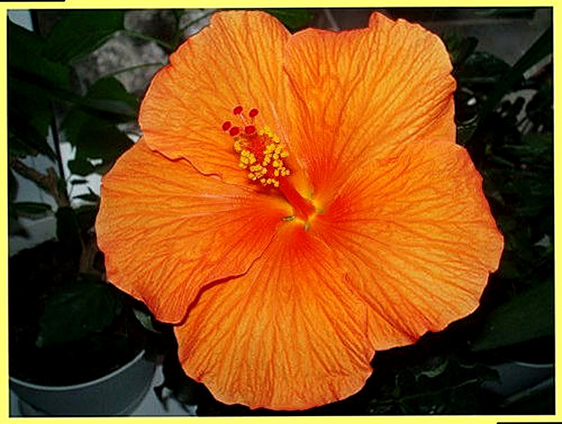 Гибискус Торино фото