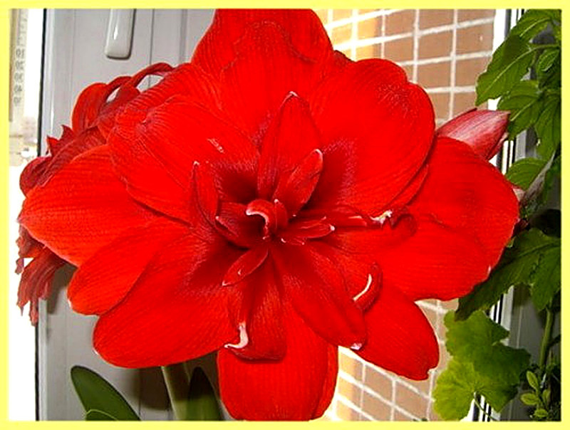 Амариллис Dragon фото