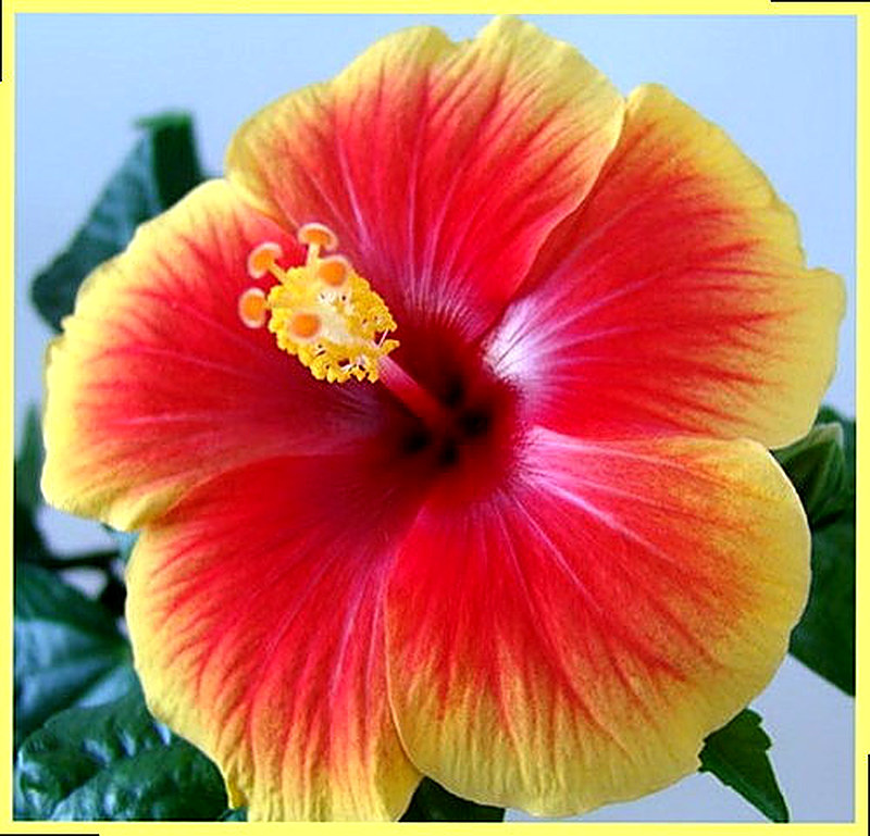 Гибискус Тиволи фото