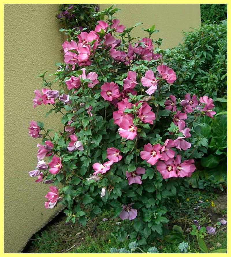 Гибискус Woodbridge фото