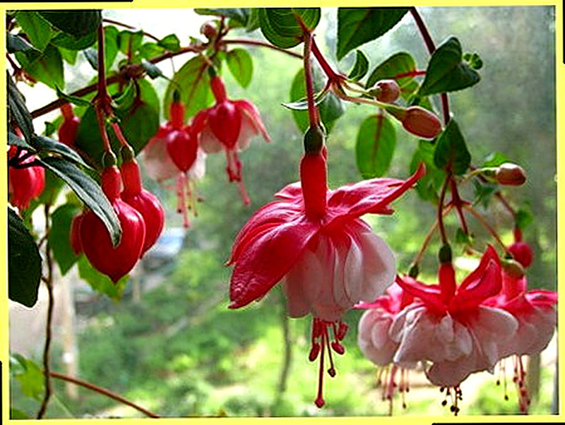 Фуксия Балерина фото