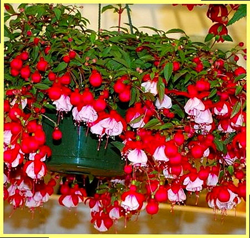 Ампельная Фуксия фото