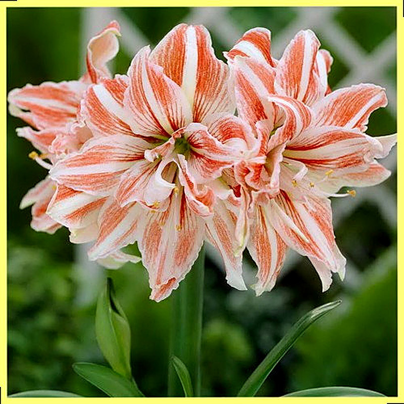 Амариллис Dancing фото