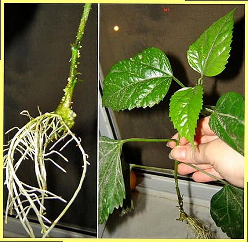 Гибискус размножение в домашних условиях черенками фото