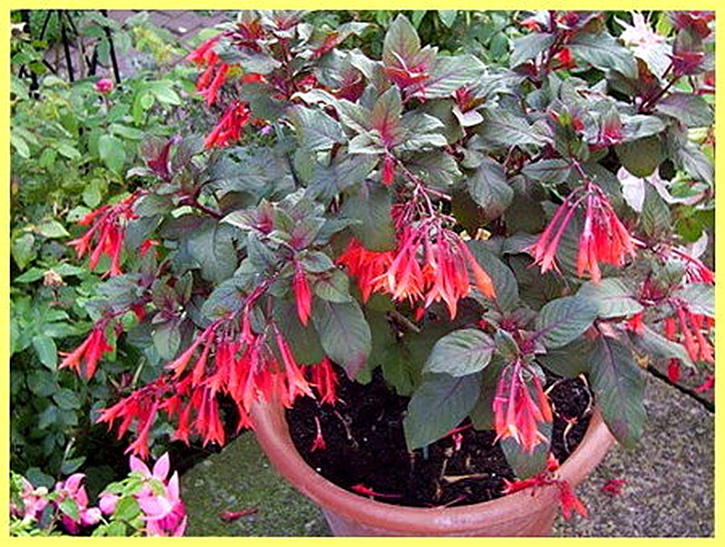 Фуксия Талия фото