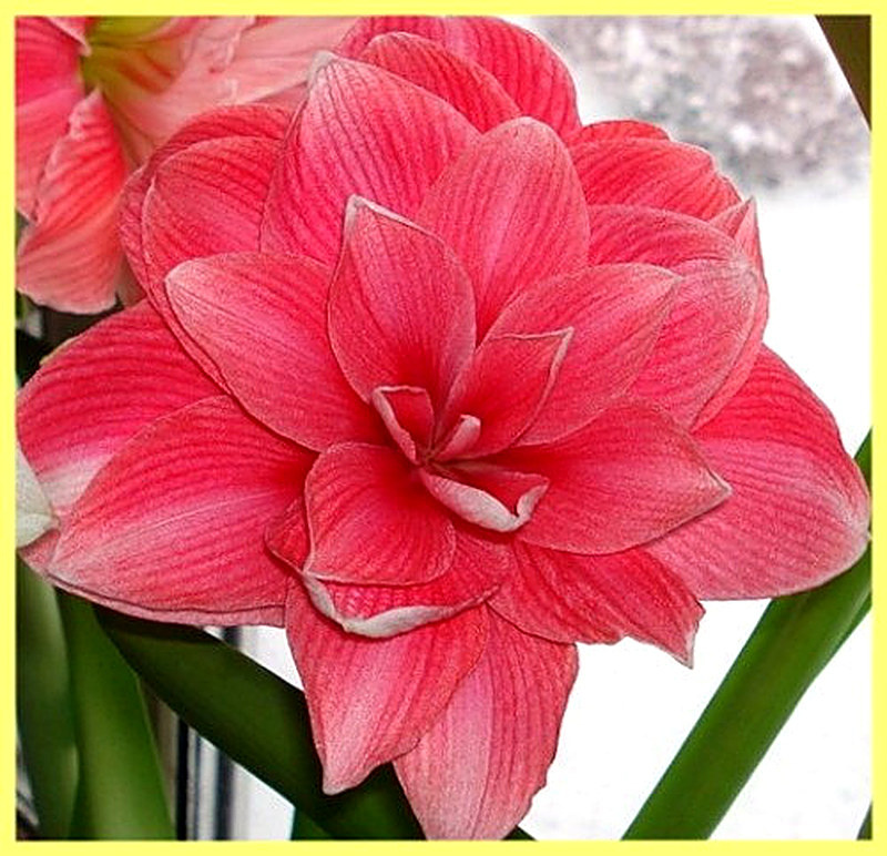 Амариллис Double фото