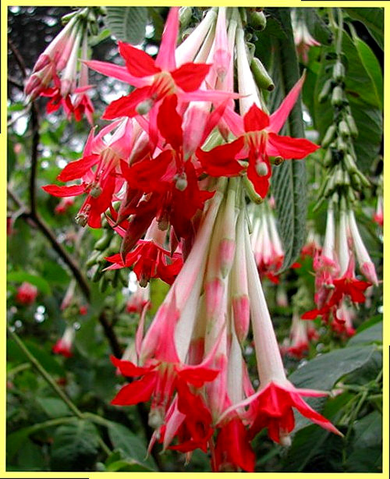 Боливийская Фуксия фото