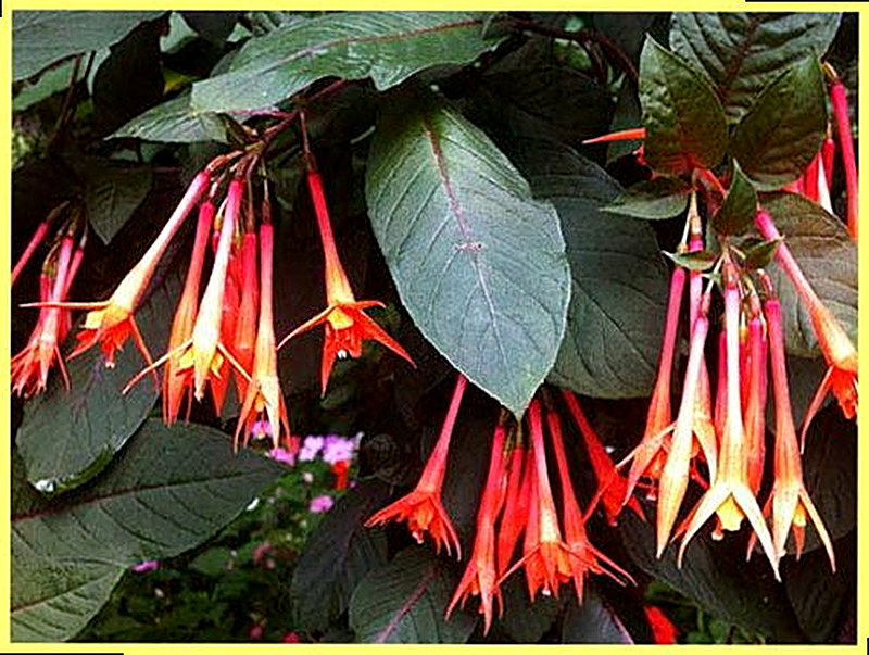 Трехлистная Фуксия фото