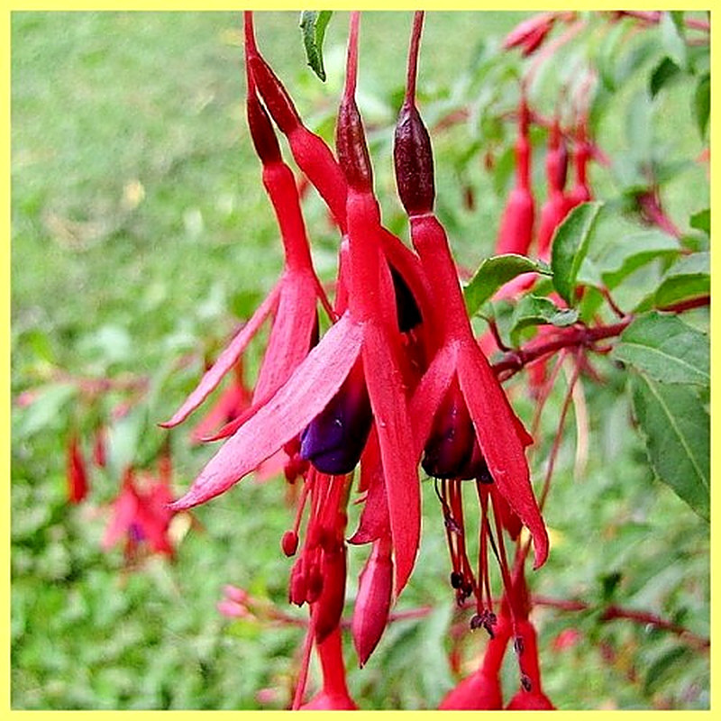 Магелланская Фуксия фото