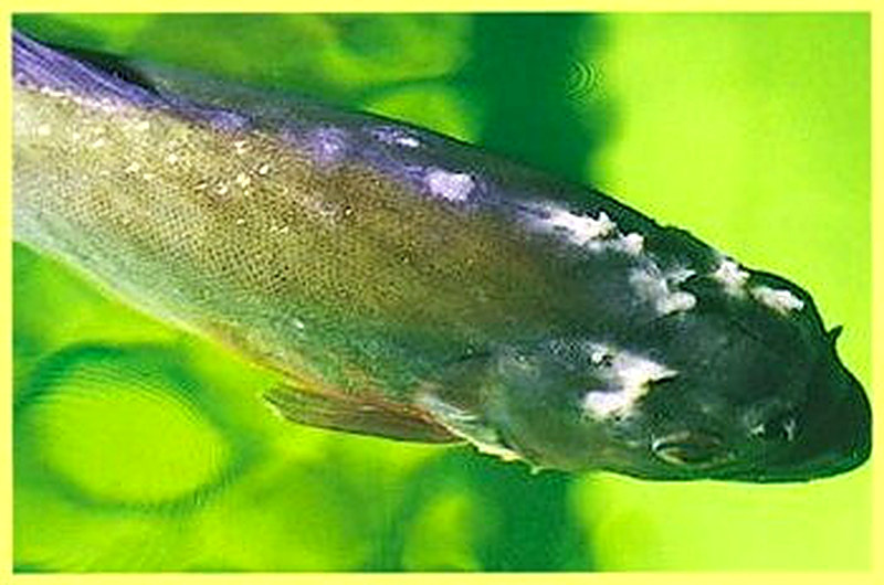 Триходиноз рыб