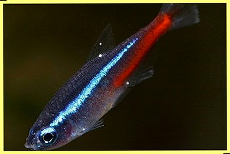 Неоновая болезнь рыб