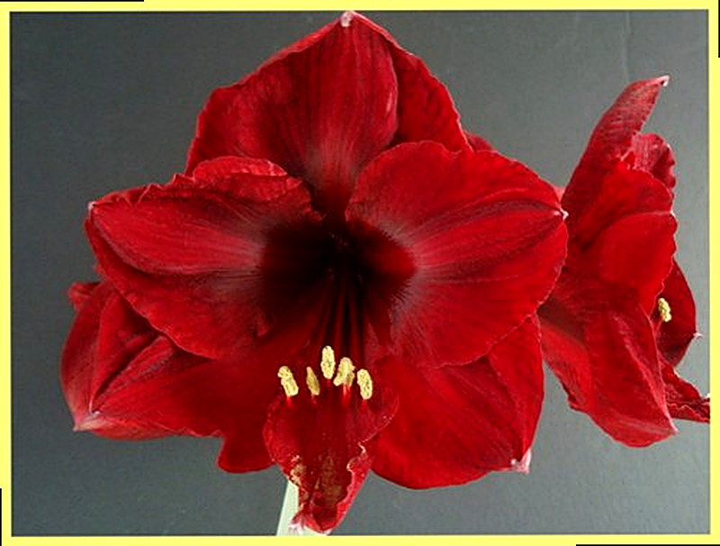 Амариллис benfica фото