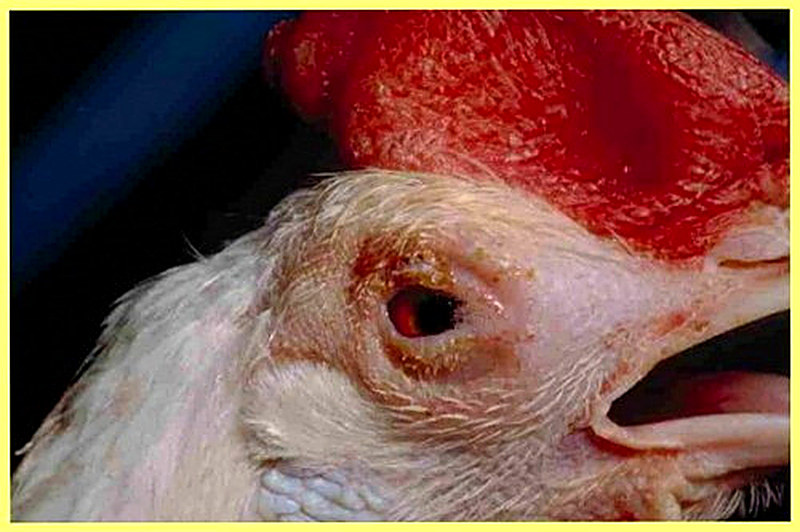 Чума птиц фото