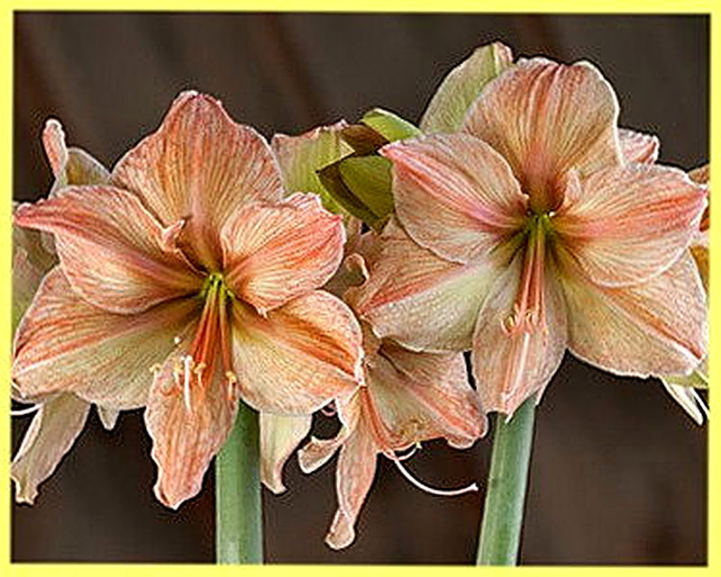 Амариллис Exotica фото