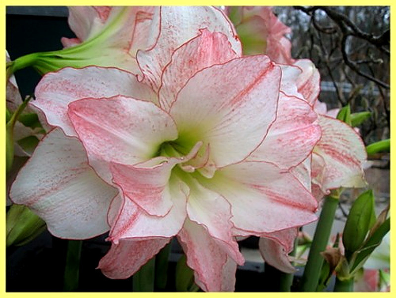 Амариллис aphrodite фото