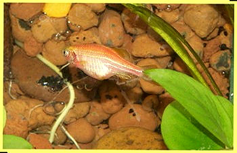 Ожирение рыб