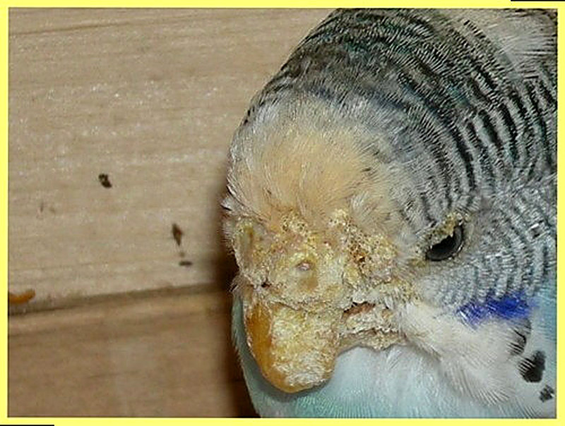 Парша у птиц