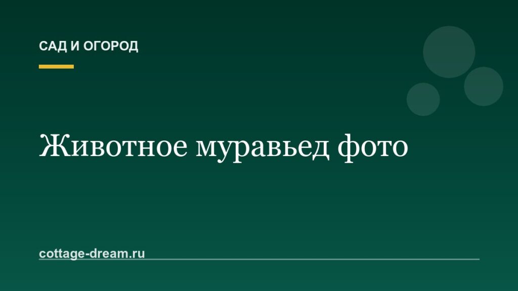 Животное муравьед фото