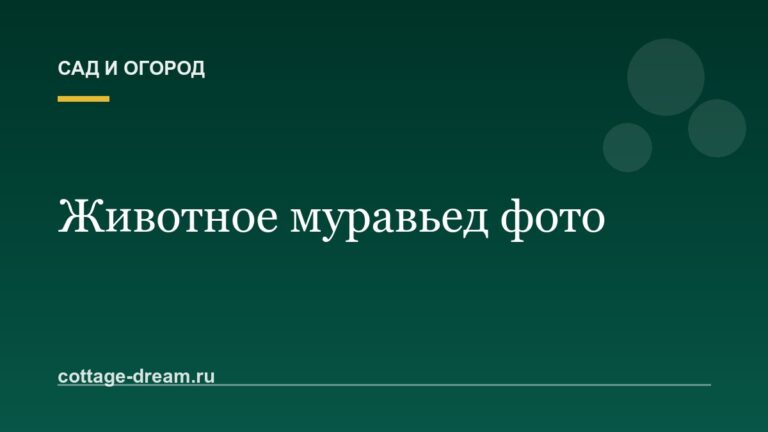 Животное муравьед фото