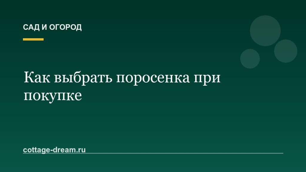 Как выбрать поросенка при покупке