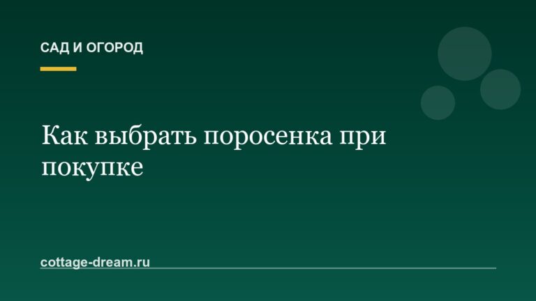 Как выбрать поросенка при покупке