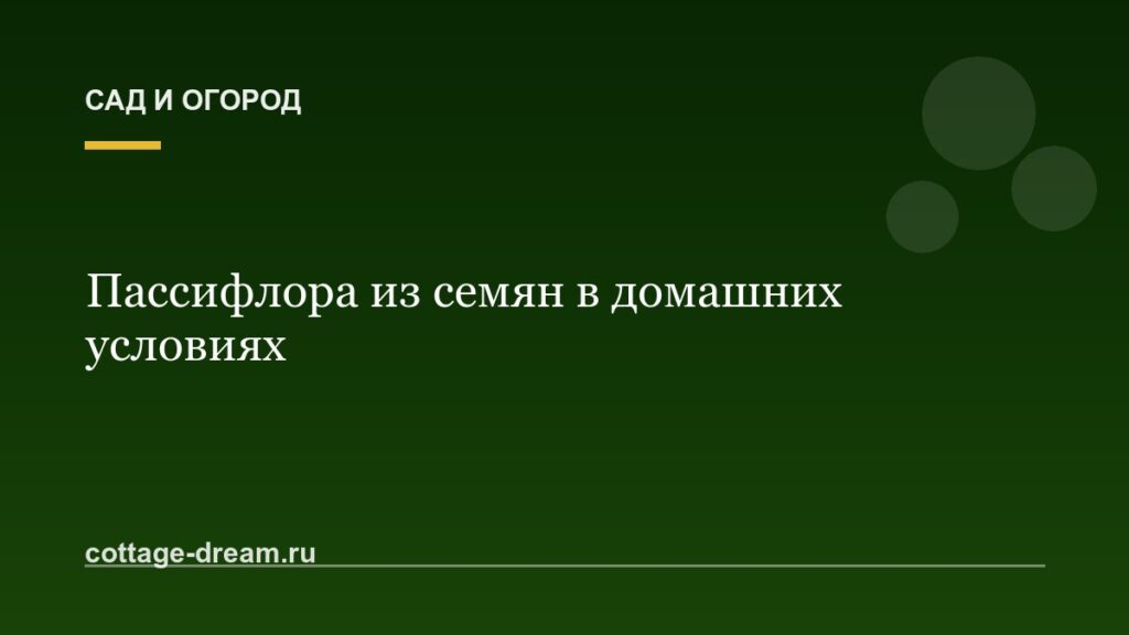 Пассифлора из семян в домашних условиях