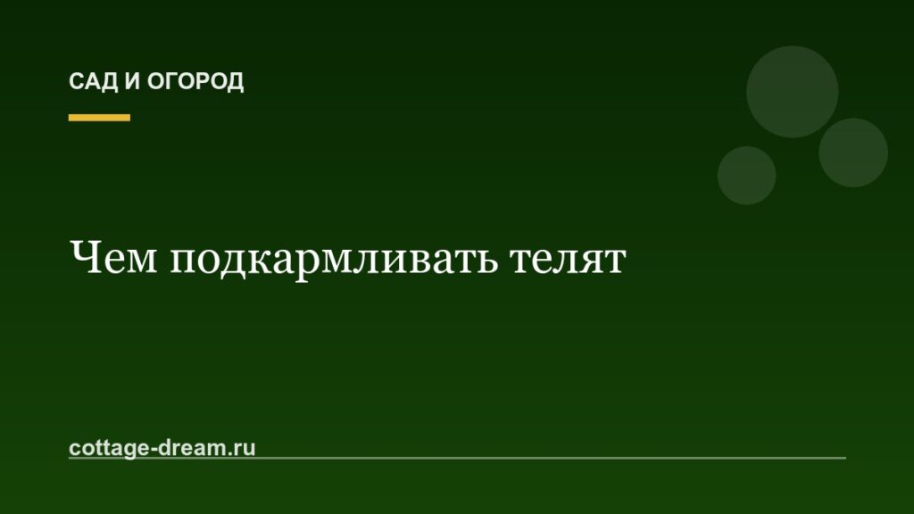 Чем подкармливать телят