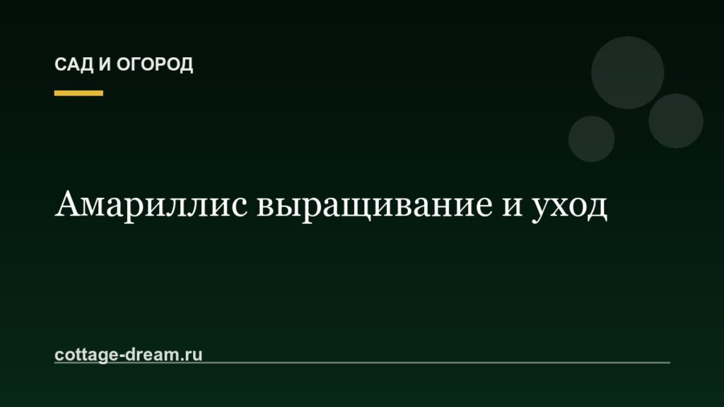 Амариллис выращивание и уход: фото и описание растения