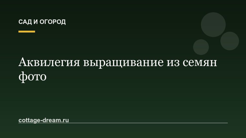 Аквилегия выращивание из семян фото