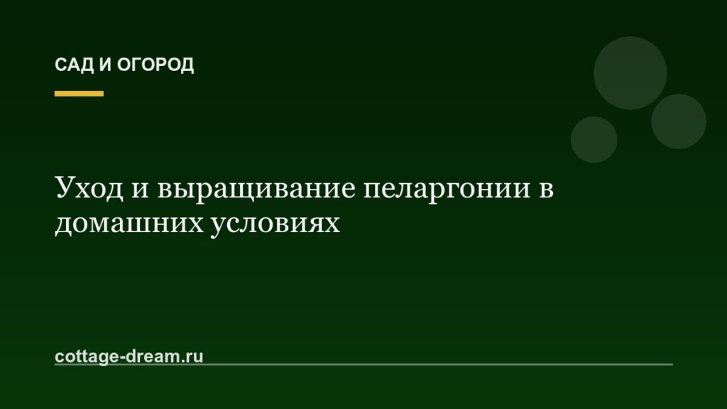Уход и выращивание пеларгонии в домашних условиях