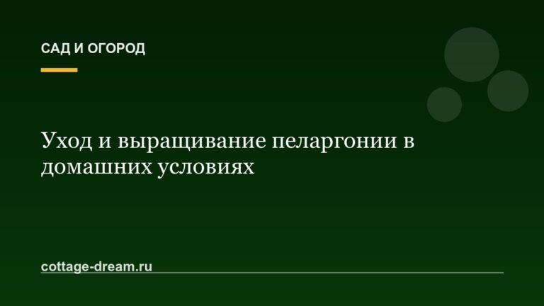 Уход и выращивание пеларгонии в домашних условиях