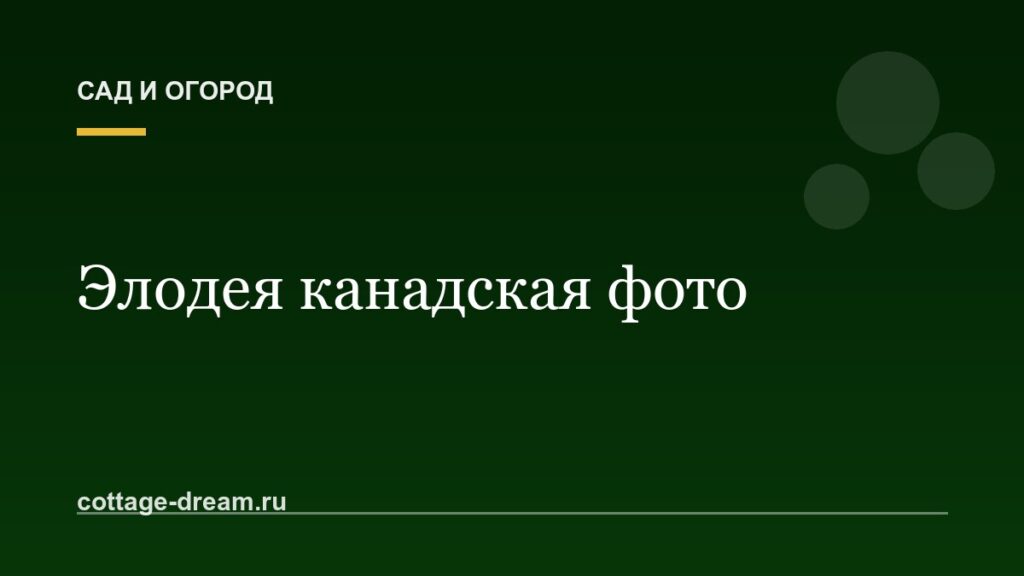 Элодея канадская фото