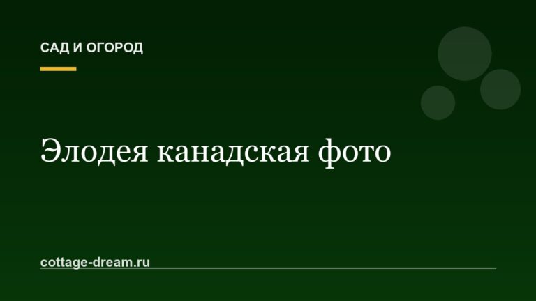 Элодея канадская фото
