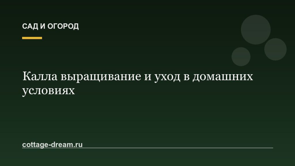 Калла выращивание и уход в домашних условиях