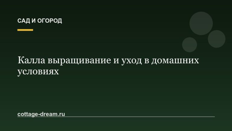Калла выращивание и уход в домашних условиях