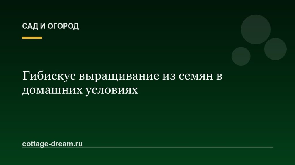 Гибискус выращивание из семян в домашних условиях
